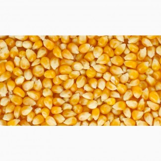 Закупаем кукурузу по Украине