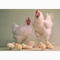 Продам курчата та інкубаційне яйце