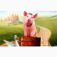 Продам Фарш кормовой для свиней-гусей и пр. живности