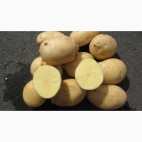 Продам посадкову картоплю білого сорту Аризона оптом з піска
