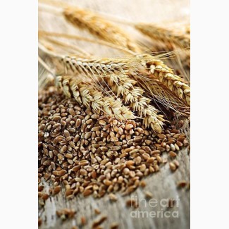 Куплю пшеницю 2-4 клас