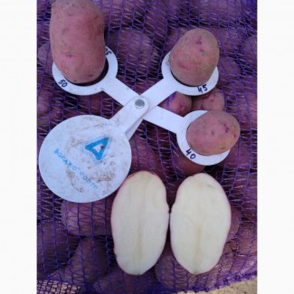 Реалізуємо насіннєву картоплю сорт Фламенко оптом