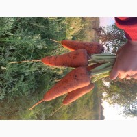Морква сорт Кесена тоннажем