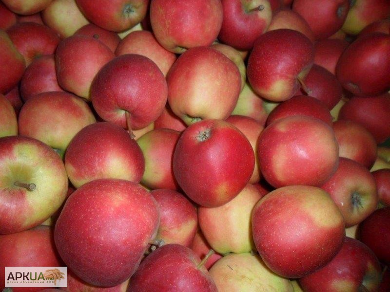 Фото 7. Яблоки из Польши, Свежие яблоки