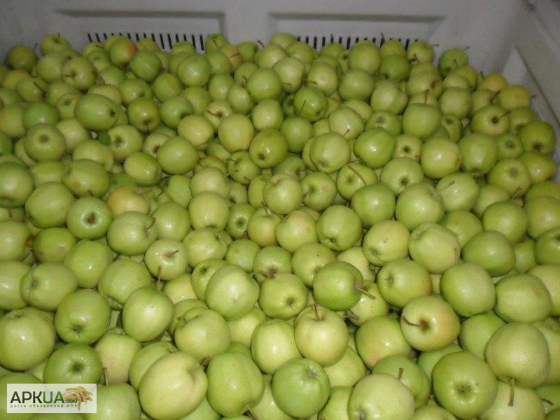 Фото 10. Яблоки из Польши, Свежие яблоки