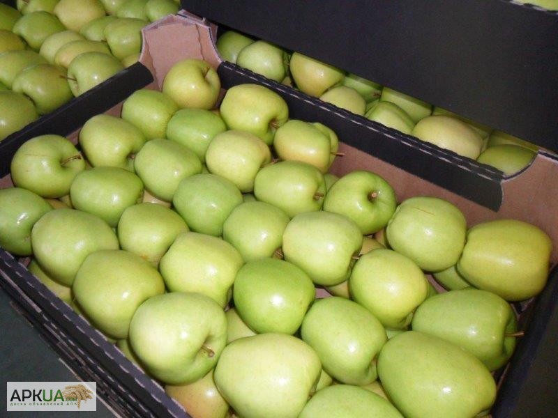 Фото 11. Яблоки из Польши, Свежие яблоки
