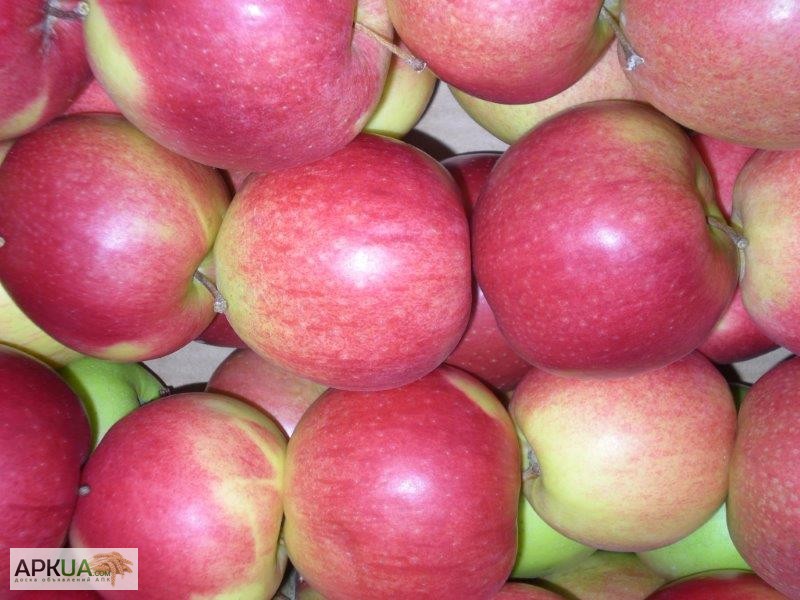 Фото 15. Яблоки из Польши, Свежие яблоки