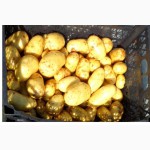 Картошка с доставкой в Киеве