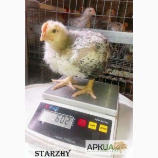 Суточные цыплята Мастер ГРЕЙ (6, 5 кг-петухи)