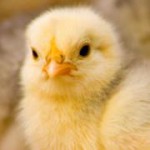 Комбикорм для цыплят-бройлеров ПК 5-1, старт
