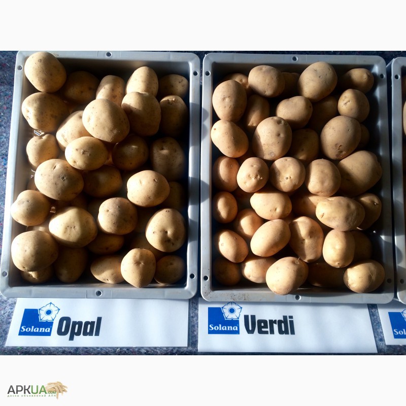 Фото 2. С Голландии Продам семенной картофель