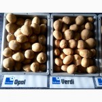 С Голландии Продам семенной картофель
