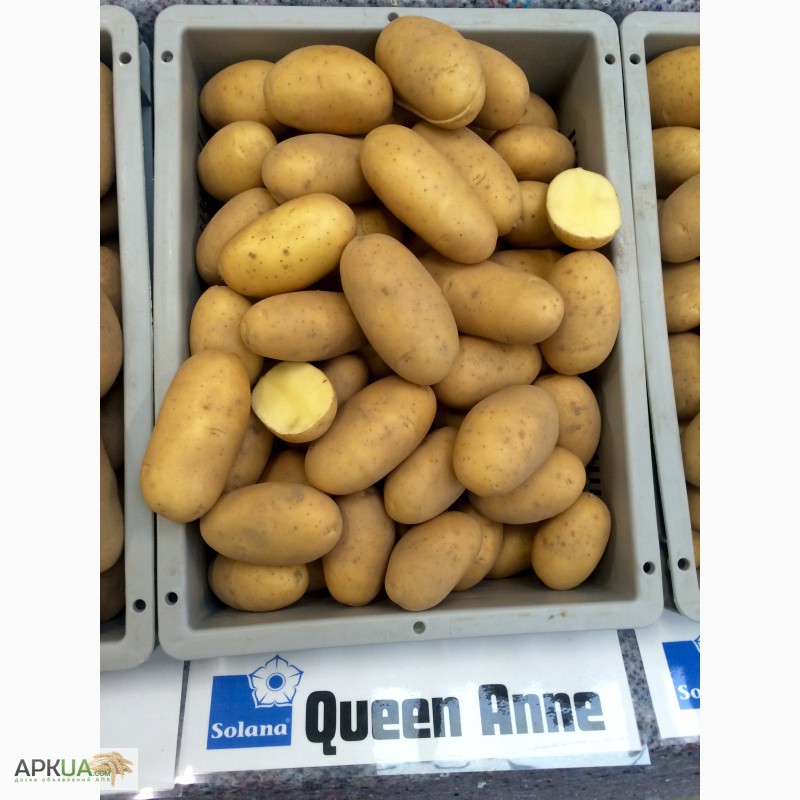 Фото 7. С Голландии Продам семенной картофель