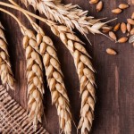 Продаем пшеницу Спельта (Полба) 50т