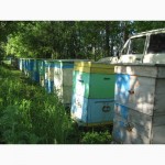 Пчелы, пчелопакеты, пчелосемьи, продам в 2017г