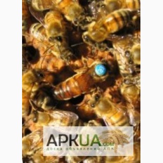 Куплю пчелосемьи под оплату плодных маток Бакфаст май 2018года