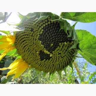 НК «ГРАН» пропонує насіння соняшнику Карат