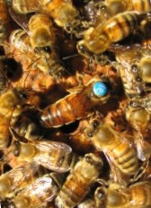 Бджоло матки БАКФАСТ VSH пройшли тестування в УкраЇні