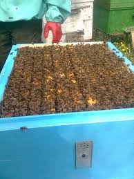 Фото 2. Продаю пчелопакети, породы Украинска Степова и Карпатка