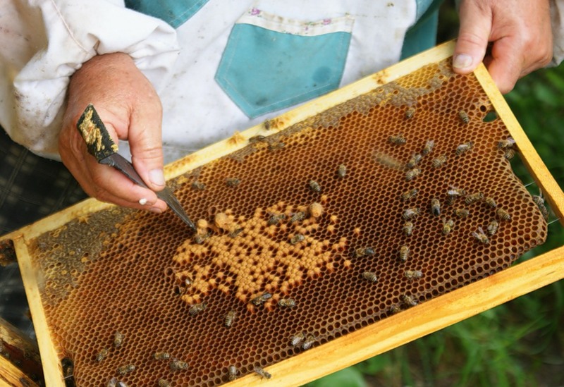 Фото 3. Продаю пчелопакети, породы Украинска Степова и Карпатка
