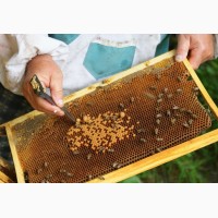 Продаю пчелопакети, породы Украинска Степова и Карпатка