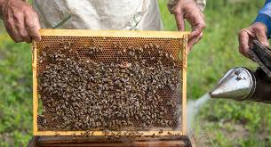 Фото 5. Продаю пчелопакети, породы Украинска Степова и Карпатка