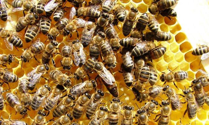 Фото 6. Продаю пчелопакети, породы Украинска Степова и Карпатка