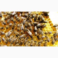 Продаю пчелопакети, породы Украинска Степова и Карпатка