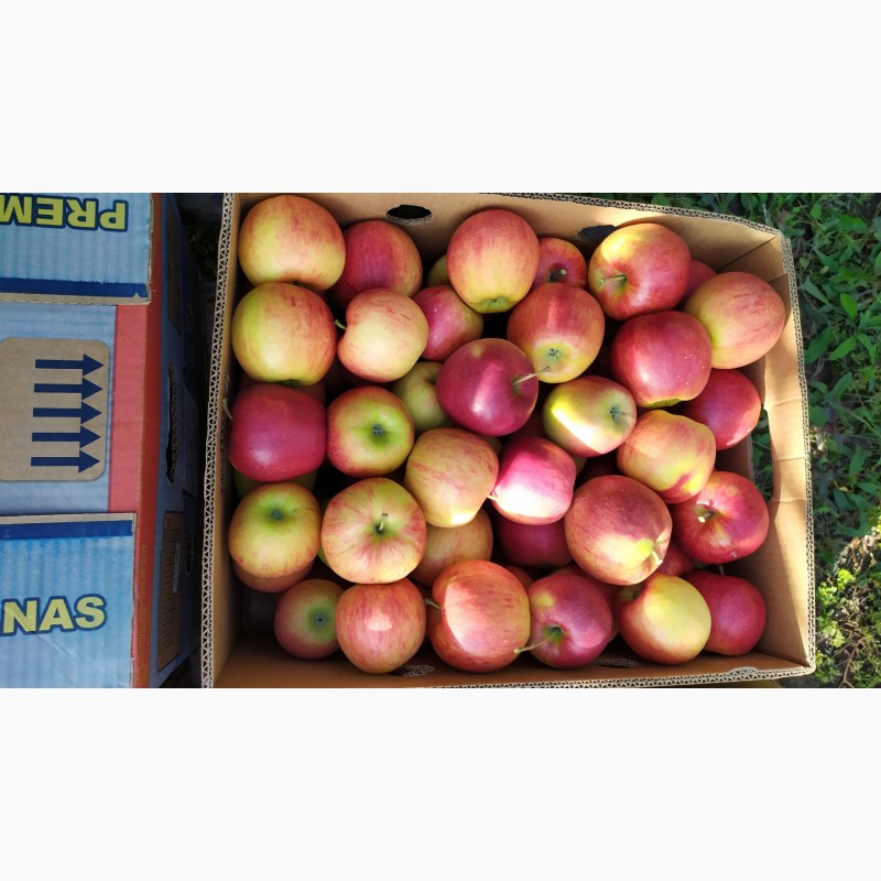 Фото 3. Продам яблука урожай 2021