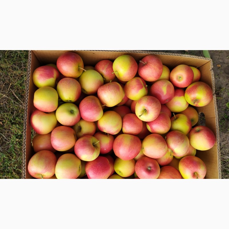 Фото 7. Продам яблука урожай 2021