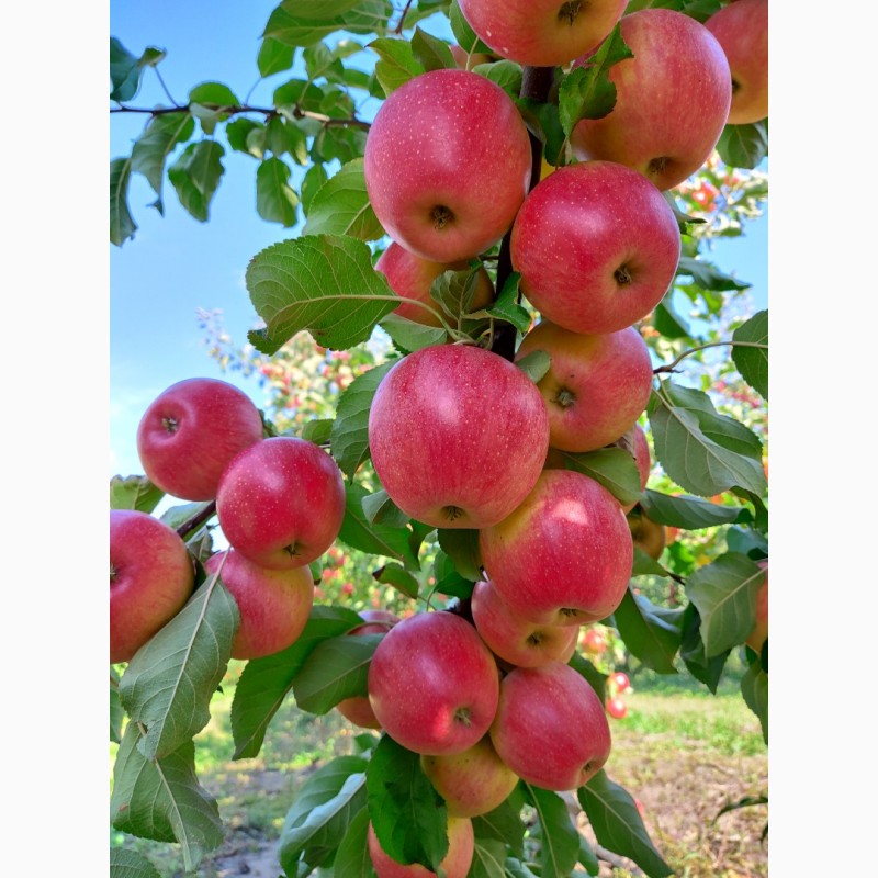 Фото 5. Продам яблука урожай 2021
