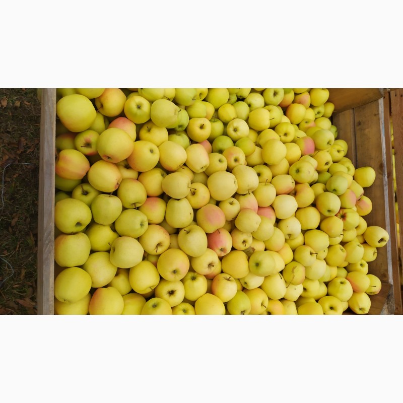 Фото 4. Продам яблука урожай 2021
