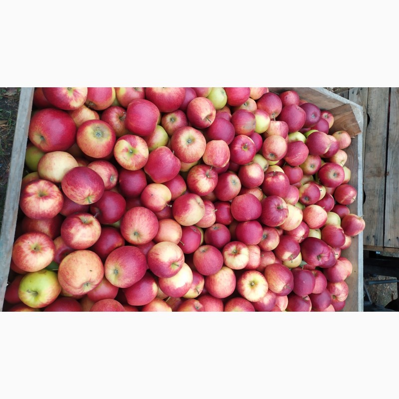 Фото 6. Продам яблука урожай 2021
