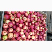 Продам яблука урожай 2021