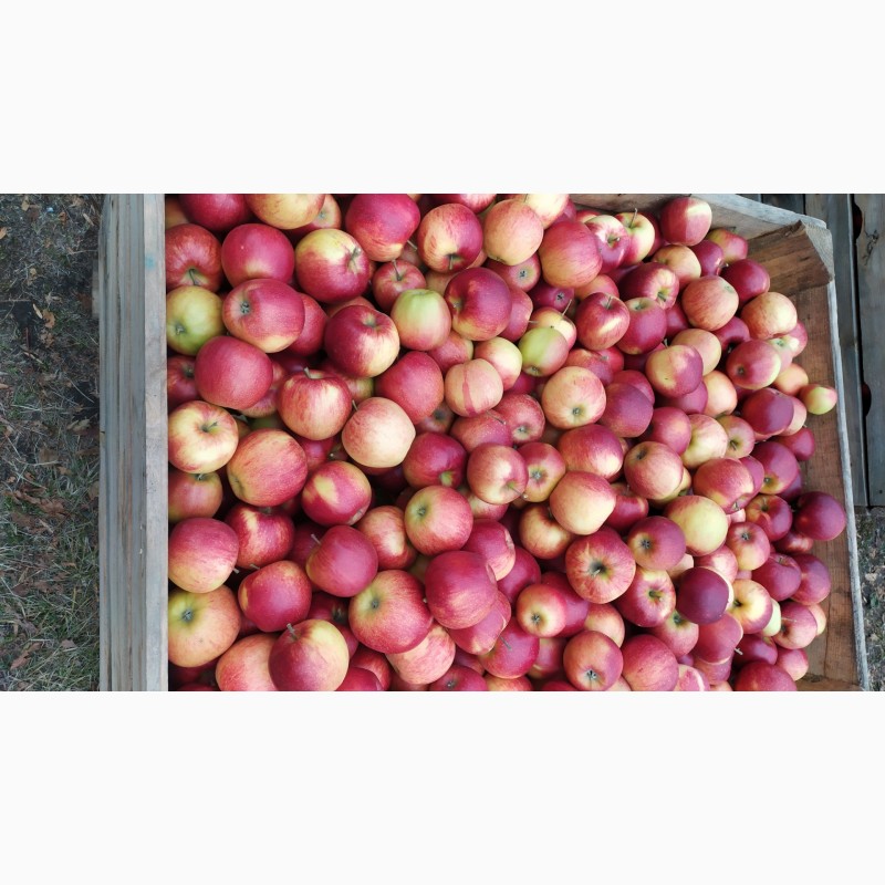 Фото 8. Продам яблука урожай 2021