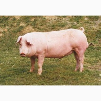 Продам свиней мясных порід живою вагою