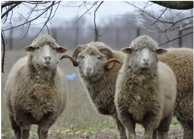 Фото 2. Продам отару овец и овец с ягнятами
