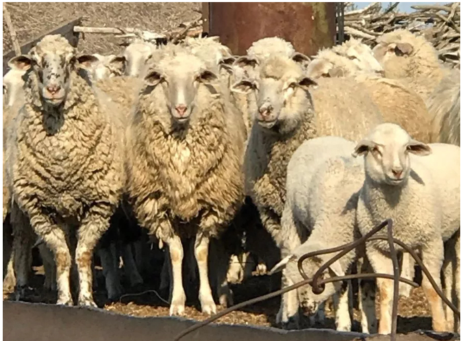 Фото 3. Продам отару овец и овец с ягнятами