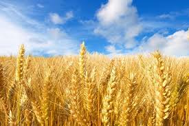 Фото 3. Покупаем пшеницу продовольственную и фуражную