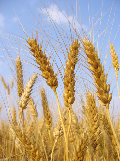 Фото 5. Покупаем пшеницу продовольственную и фуражную