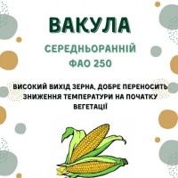 Насіння кукурудзи гібрид - Вакула (ФАО 250)