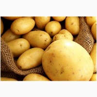 Покупаем картофель по всей Украине. Самовывоз