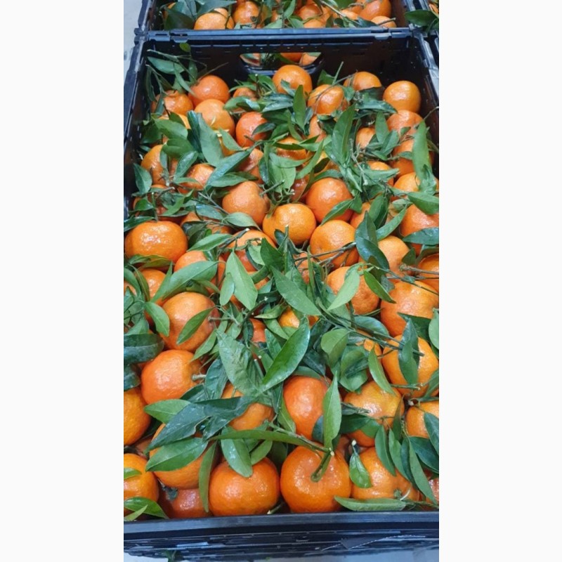 Фото 4. Испанские апельсины, мандарины, хурма, лимон, грейпфрут
