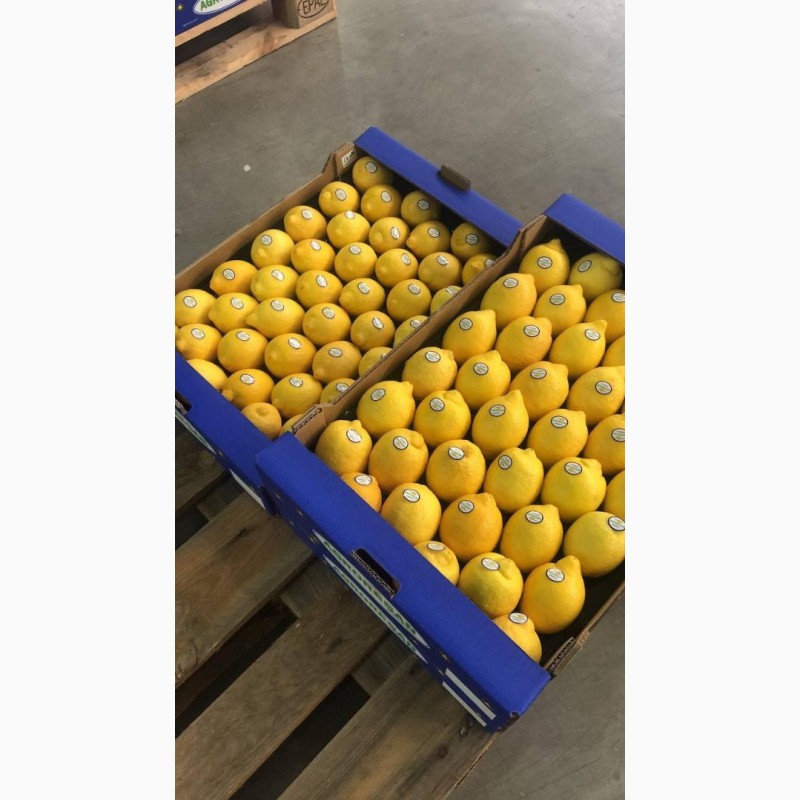 Фото 8. Испанские апельсины, мандарины, хурма, лимон, грейпфрут