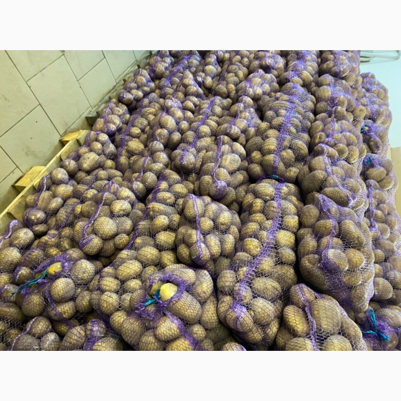 Фото 3. Продам товарный картофель сорт Королева Анна, Коломбо, Гранада, Ривьера