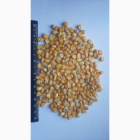 Кукурудза склоподібна кремниста, продаж на експорт, 2000 тонн Хмельницька обл