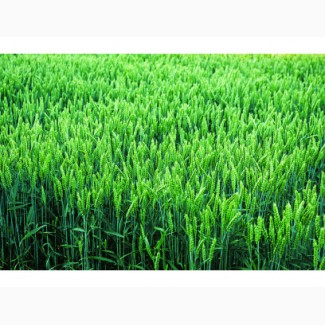 Насіння пшениці від Limagrain :КОЛОНІА, МЕСКАЛЬ, ДАГМАР, КЕРАМІК