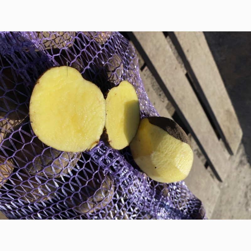 Фото 3. Продам картоплю, картошку, об#039;єм, картофель