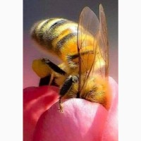 Продам 10 бджолосімей породи Карпатка.2500грн