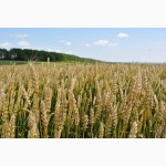 Семена озимой пшеницы, зона Степь, Кольчуга